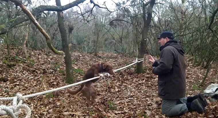 Dieser Hund kann besser slacklinen als ich dog_slagline 