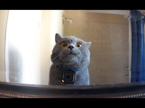 GoPro-Kamera an einer Zuhause allein gelassenen Katze lyteCache.php?origThumbUrl=%2F%2Fi.ytimg.com%2Fvi%2FPhtb6nZWiW0%2Fhqdefault 