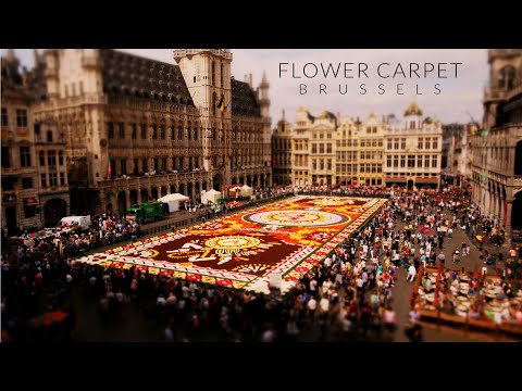 Blumenblüten-Mosaik-Entstehung im Tilt-Shift-Video lyteCache.php?origThumbUrl=https%3A%2F%2Fi.ytimg.com%2Fvi%2F-QlAjtTDOD0%2F0 