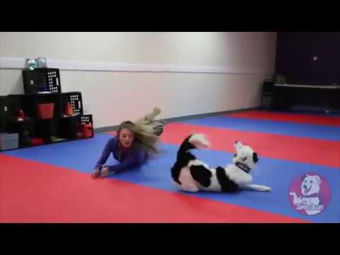 Klasse Tanzroutine mit Hund lyteCache.php?origThumbUrl=https%3A%2F%2Fi.ytimg.com%2Fvi%2F1GPC-XvPV4o%2F0 