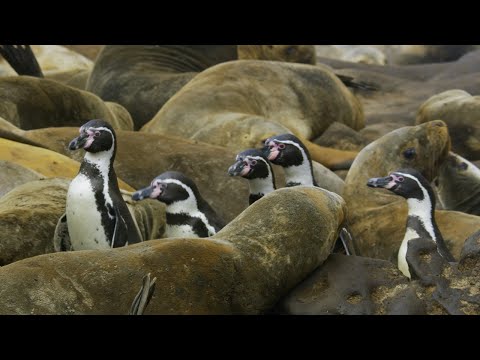 Pinguine müssen durch eine Seelöwen-Kolonie, um zum Meer zu gelangen lyteCache.php?origThumbUrl=https%3A%2F%2Fi.ytimg.com%2Fvi%2F1SGUE4KVJlc%2F0 