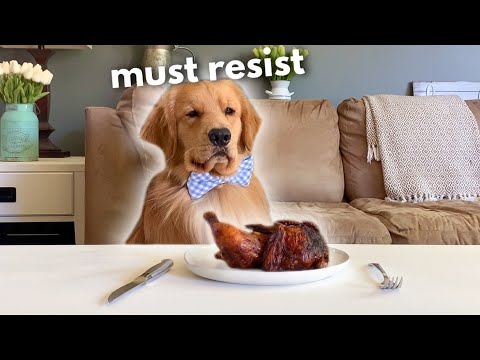 Hund mit gebratenem Hühnchen alleine lassen lyteCache.php?origThumbUrl=https%3A%2F%2Fi.ytimg.com%2Fvi%2F28EV6k9611g%2F0 