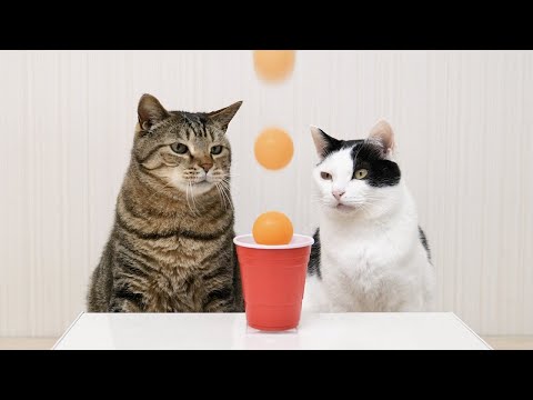 Katzen & Tischtennisball-Trickshots lyteCache.php?origThumbUrl=https%3A%2F%2Fi.ytimg.com%2Fvi%2F2CzH-iiGfgI%2F0 