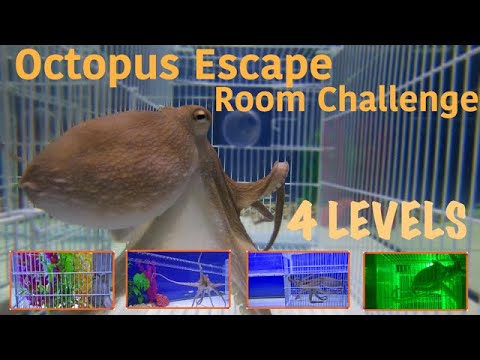 Escape Room Challenge für einen Oktopus lyteCache.php?origThumbUrl=https%3A%2F%2Fi.ytimg.com%2Fvi%2F303S9kOxd0c%2F0 