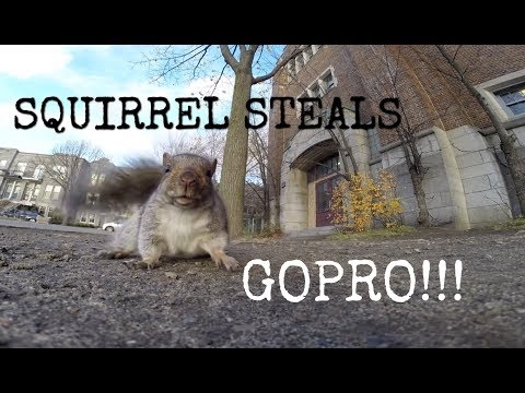 Eichhörnchen klaut GoPro lyteCache.php?origThumbUrl=https%3A%2F%2Fi.ytimg.com%2Fvi%2F4_gmkhE7YQc%2F0 