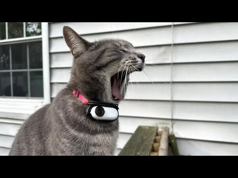 POV: Katze mit Kamera am Halsband lyteCache.php?origThumbUrl=https%3A%2F%2Fi.ytimg.com%2Fvi%2F4vaECUKxBKQ%2Fhqdefault 