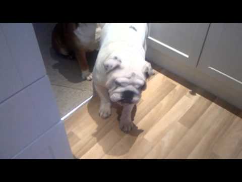 stepptanzende Bulldogge lyteCache.php?origThumbUrl=https%3A%2F%2Fi.ytimg.com%2Fvi%2F5hvY8U08Llo%2F0 