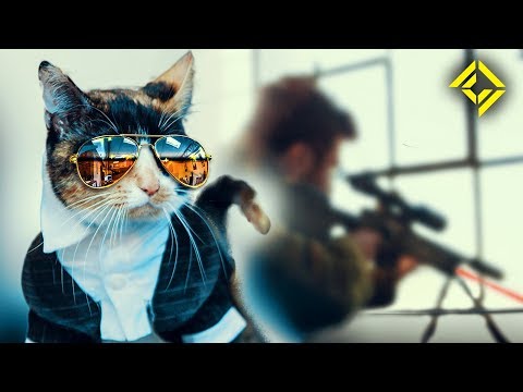 Secret Service Cat lyteCache.php?origThumbUrl=https%3A%2F%2Fi.ytimg.com%2Fvi%2F6ArEc0YZe_Y%2F0 