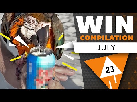 WIN Compilation Juli 2023 lyteCache.php?origThumbUrl=https%3A%2F%2Fi.ytimg.com%2Fvi%2F71f1m6amJVQ%2F0 