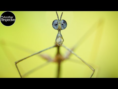 Nahaufnahmen von Insekten und Kleintieren: "Small Worlds" lyteCache.php?origThumbUrl=https%3A%2F%2Fi.ytimg.com%2Fvi%2F7BanDKBAouM%2F0 