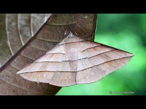 Insekten mit richtig guter Tarnung lyteCache.php?origThumbUrl=https%3A%2F%2Fi.ytimg.com%2Fvi%2F7M4ZtOgrMxw%2F0 