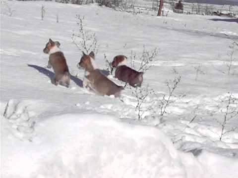 morgendlicher Fluff: starrende Küken & springende Welpen lyteCache.php?origThumbUrl=https%3A%2F%2Fi.ytimg.com%2Fvi%2F8LOc2QNCH38%2F0 