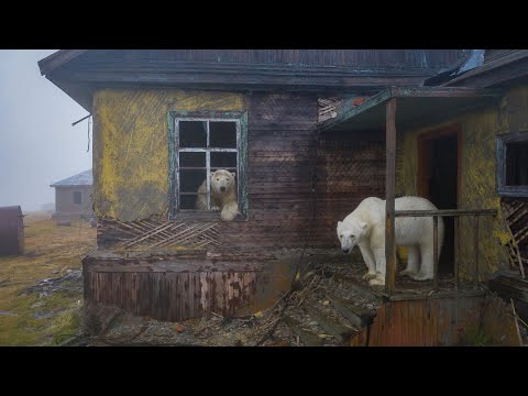 Eisbären haben verlassene Wetterstation in Russland bezogen lyteCache.php?origThumbUrl=https%3A%2F%2Fi.ytimg.com%2Fvi%2F9JHyUieKqoU%2F0 