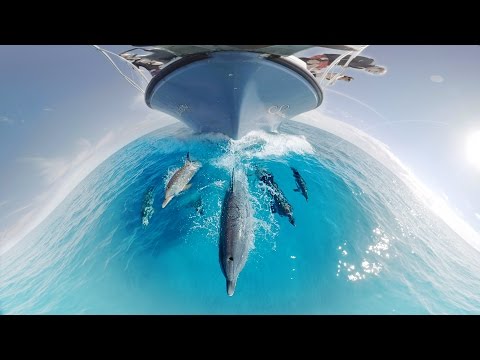 Per 360°-Video mit Delphinen schwimmen lyteCache.php?origThumbUrl=https%3A%2F%2Fi.ytimg.com%2Fvi%2F9_XPYtyiMWE%2F0 