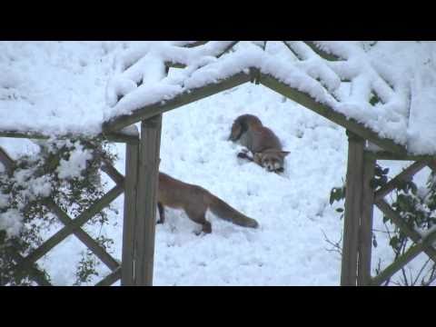 Füchse spielen im Schnee lyteCache.php?origThumbUrl=https%3A%2F%2Fi.ytimg.com%2Fvi%2FA8SJK6Iioqc%2F0 