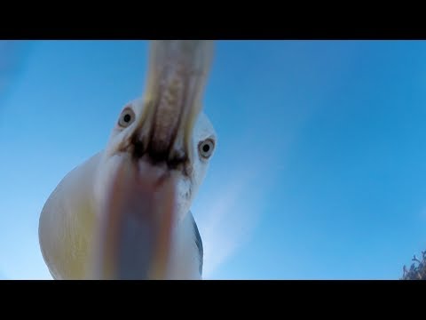 Möwe klaut GoPro und filmt Luftaufnahmen lyteCache.php?origThumbUrl=https%3A%2F%2Fi.ytimg.com%2Fvi%2FAeB90B9__xM%2F0 