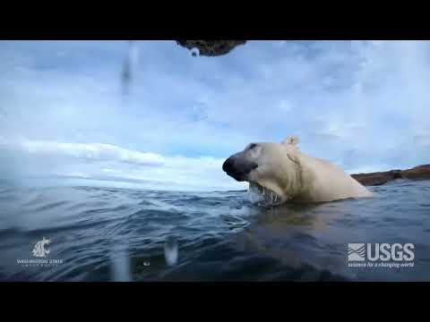 POV: Halsbandkamera zeigt Leben aus Sicht eines Eisbären lyteCache.php?origThumbUrl=https%3A%2F%2Fi.ytimg.com%2Fvi%2FBpdYUGluAlc%2F0 