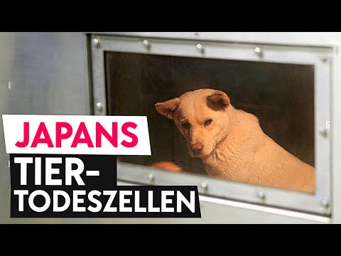 Dokumentation: Japan und der Tierschutz lyteCache.php?origThumbUrl=https%3A%2F%2Fi.ytimg.com%2Fvi%2FCdv_fpwTyxw%2F0 