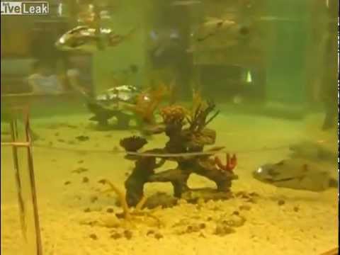 Ein Aquarium voller Roboter-Fische lyteCache.php?origThumbUrl=https%3A%2F%2Fi.ytimg.com%2Fvi%2FDxWY5jKQDKI%2F0 