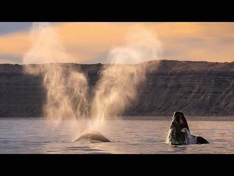 15 Minuten Entspannung mit Szenen aus "Planet Earth III" lyteCache.php?origThumbUrl=https%3A%2F%2Fi.ytimg.com%2Fvi%2FEJ1mszRkUtc%2F0 