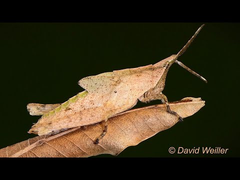 Insekten mit richtig guter Tarnung lyteCache.php?origThumbUrl=https%3A%2F%2Fi.ytimg.com%2Fvi%2FF1hkuollRt0%2F0 