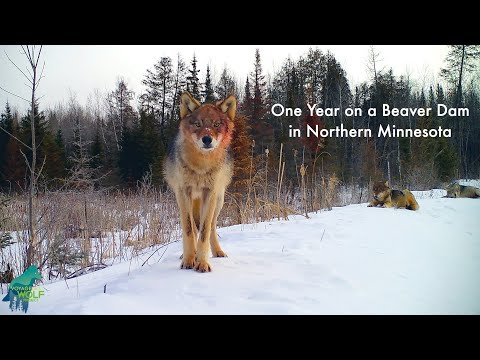 Ein Jahr voller Tierbesuche am Weiher lyteCache.php?origThumbUrl=https%3A%2F%2Fi.ytimg.com%2Fvi%2FGH42wHVNa-M%2F0 