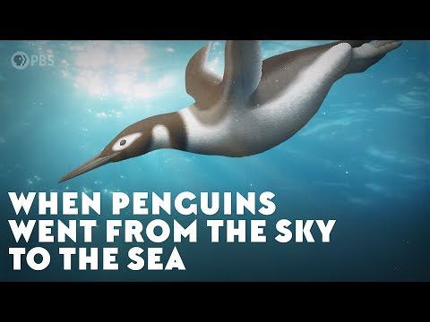 Wieso können Pinguine nicht (mehr) fliegen? lyteCache.php?origThumbUrl=https%3A%2F%2Fi.ytimg.com%2Fvi%2FHMArjGQwLvY%2F0 