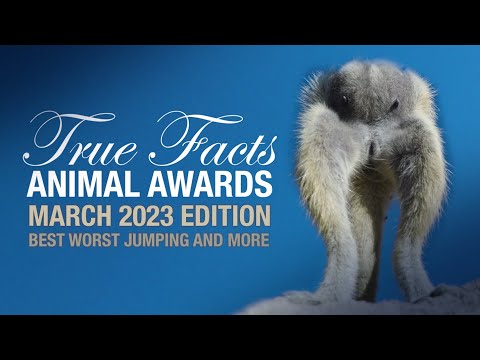 Die besten Tiere des Monats März 2023 (in bescheuerten Kategorien) lyteCache.php?origThumbUrl=https%3A%2F%2Fi.ytimg.com%2Fvi%2FIJzWVtHqspM%2F0 