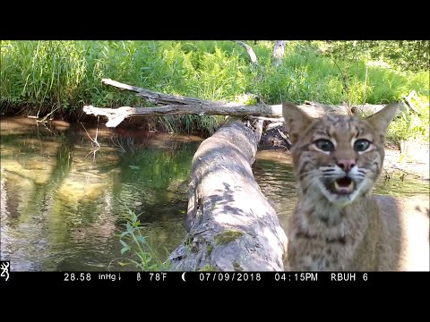 So viele Tiere überqueren eine Baumstammbrücke im Jahr lyteCache.php?origThumbUrl=https%3A%2F%2Fi.ytimg.com%2Fvi%2FJyrbqiCokdw%2F0 