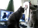 Katzen spielen Backe Backe Kuchen lyteCache.php?origThumbUrl=https%3A%2F%2Fi.ytimg.com%2Fvi%2FKvxCv_yrcCY%2F0 