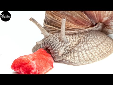 Schnecke frisst Erdbeere in extremer Nahaufnahme lyteCache.php?origThumbUrl=https%3A%2F%2Fi.ytimg.com%2Fvi%2FLhXJxUgY46Q%2F0 