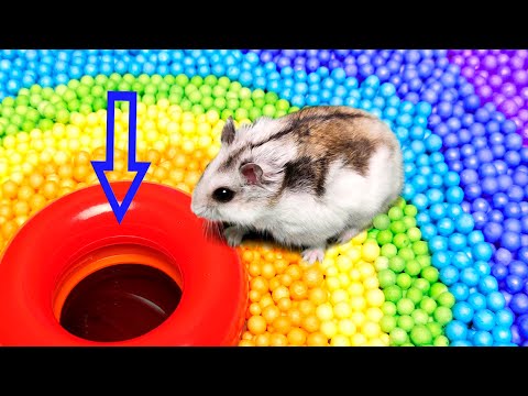 Bunter Hamster-Hindernislauf lyteCache.php?origThumbUrl=https%3A%2F%2Fi.ytimg.com%2Fvi%2FM0TPoOP6qAc%2F0 