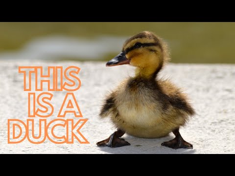 "This Is A Duck" lyteCache.php?origThumbUrl=https%3A%2F%2Fi.ytimg.com%2Fvi%2FNrEP4Z_TC3w%2F0 