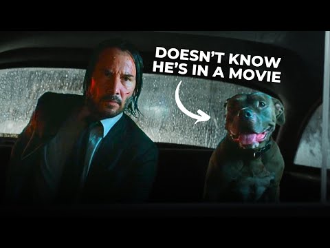 Wie Hunde in Filmen "schauspielern" lyteCache.php?origThumbUrl=https%3A%2F%2Fi.ytimg.com%2Fvi%2FO8h_0G2WLrA%2F0 