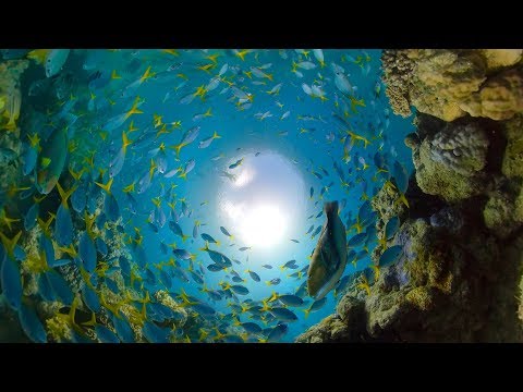 Ein Tauchgang durch das Great Barrier Reef lyteCache.php?origThumbUrl=https%3A%2F%2Fi.ytimg.com%2Fvi%2FOAmBkfn62dY%2F0 