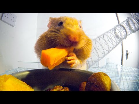 Wie bekommt der Hamster so viel in seine Backen? lyteCache.php?origThumbUrl=https%3A%2F%2Fi.ytimg.com%2Fvi%2FOWzuNr0ulUY%2F0 