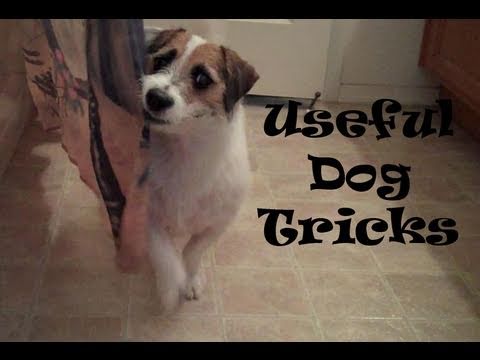 Nützliche Hundetricks lyteCache.php?origThumbUrl=https%3A%2F%2Fi.ytimg.com%2Fvi%2FP9Fyey4D5hg%2F0 