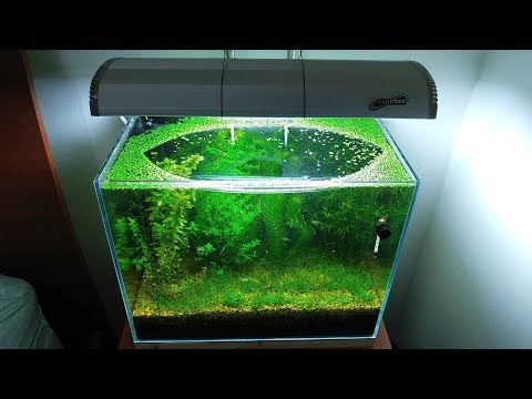 Aquarium sechs Monate ohne Pumpe und Filter stehen lassen lyteCache.php?origThumbUrl=https%3A%2F%2Fi.ytimg.com%2Fvi%2FRpi4CcHQHTg%2F0 