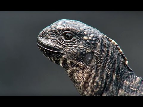 Wie ein Iguana-Junges versucht, einer Schlangen-Armee zu entkommen lyteCache.php?origThumbUrl=https%3A%2F%2Fi.ytimg.com%2Fvi%2FRv9hn4IGofM%2F0 