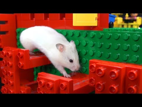 Hamster-Hindernis-Parcours aus Duplo-Steinen lyteCache.php?origThumbUrl=https%3A%2F%2Fi.ytimg.com%2Fvi%2FSAHHrJjEHmI%2F0 