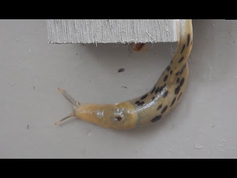 Timelapse-Schnecke lyteCache.php?origThumbUrl=https%3A%2F%2Fi.ytimg.com%2Fvi%2FTYVJowOteO0%2F0 