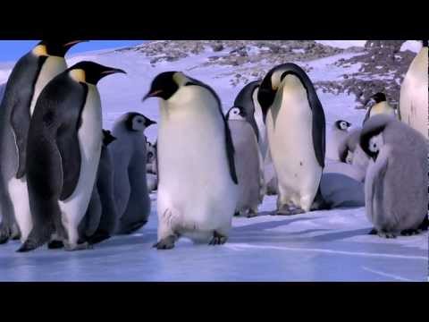 Pinguin Fail-Compilation lyteCache.php?origThumbUrl=https%3A%2F%2Fi.ytimg.com%2Fvi%2FTcx6YyXvvRI%2F0 