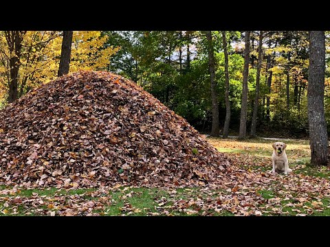 Hund springt drei Minuten lang in Laubhaufen lyteCache.php?origThumbUrl=https%3A%2F%2Fi.ytimg.com%2Fvi%2FTu3HN-MmJc4%2F0 