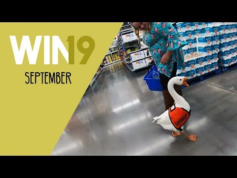 WIN Compilation September 2019 lyteCache.php?origThumbUrl=https%3A%2F%2Fi.ytimg.com%2Fvi%2FUhUIxy2XPMo%2F0 