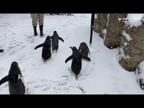 Pinguine auf Wanderschaft durch den verschneiten Zoo lyteCache.php?origThumbUrl=https%3A%2F%2Fi.ytimg.com%2Fvi%2FVv0yz9gqpLo%2F0 