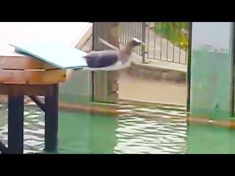 Ozzy Man kommentiert den scheuesten Pinguin der Welt lyteCache.php?origThumbUrl=https%3A%2F%2Fi.ytimg.com%2Fvi%2FVxsPINNflu4%2F0 