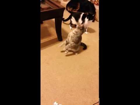 Katze vs. Klebestreifen lyteCache.php?origThumbUrl=https%3A%2F%2Fi.ytimg.com%2Fvi%2FY_f5QKUuHjU%2F0 