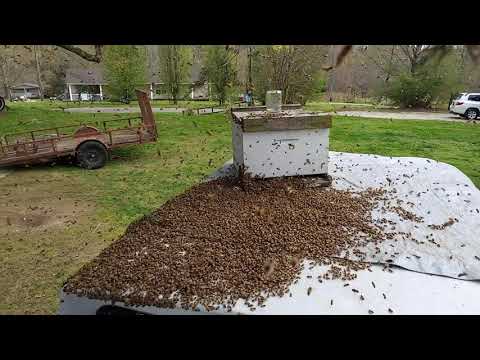 Bienen-Entferner schüttelt Schwarm einfach so vom Ast runter lyteCache.php?origThumbUrl=https%3A%2F%2Fi.ytimg.com%2Fvi%2FYgOYLDf5Wv8%2F0 