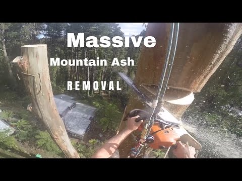 POV-Stutzfällung eines 50m-Baumes lyteCache.php?origThumbUrl=https%3A%2F%2Fi.ytimg.com%2Fvi%2FZXbfVeczytQ%2F0 