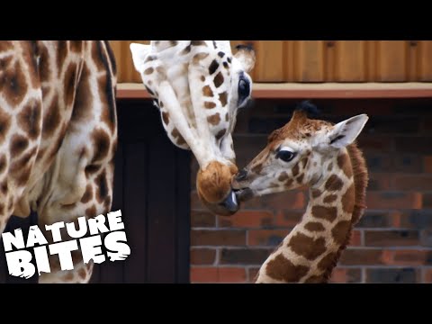 Die ersten (schnelleren) Schritte einer Baby-Giraffe lyteCache.php?origThumbUrl=https%3A%2F%2Fi.ytimg.com%2Fvi%2FZegmTjAbO9E%2F0 